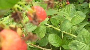 Малина сорт Злата Есенна