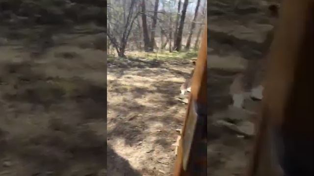 Лесная изба смотреть онлайн