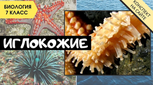 Тип Иглокожие. Биология 7 класс. Классы иглокожих, строение, характеристика. Морские звезды, ежи