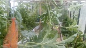 Выращивание арбузов на севере на 6 сотках