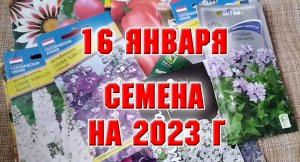 Какие семена я купила