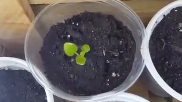 Выращивание фиалок из семян, селекция фиалок, Часть 15