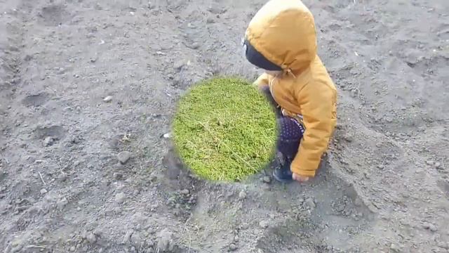 Влог В гостях у бабушки, ЛОВИМ КОЗУ, кормим КУРЕЙ, Эмили копает ЧЕРВЕЙ, нашли ЛЯГУШКУ