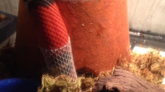 ПОЧЕМУ ЗМЕИ СБРАСЫВАЮТ КОЖУ? смотреть онлайн