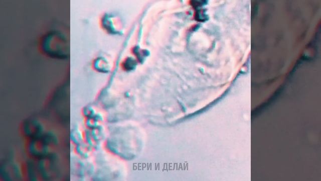 ОБЫЧНЫЕ ПРЕДМЕТЫ ПОД МИКРОСКОПОМ