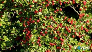 РАСТЕНИЯ ДЛЯ САДА! Осока власовидная, фестука сизая, барбарис,\PLANTS FOR THE GARDEN!