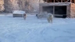 Коровы в Якутии (!) зимуют под открытым небом