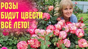 РОЗЫ ЦВЕТУТ ВСЁ ЛЕТО! Делаю ТАК В ИЮНЕ и забываю ПРО ПОДКОРМКИ И СОРНЯКИ!