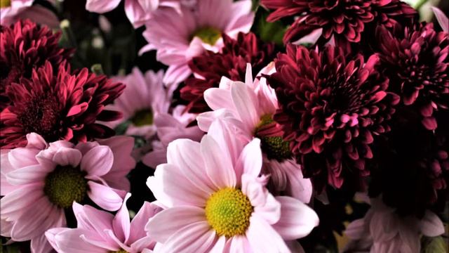 Geburtstag ( 60 Jahre )/Elena Krieger/Foto/ смотреть онлайн