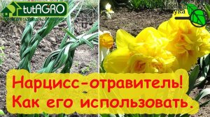 КАК ИСПОЛЬЗОВАТЬ НАРЦИСС С ПОЛЬЗОЙ. Нарцисс - коварный отравитель и помощник в саду и огороде!