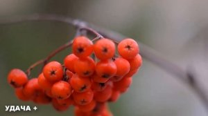 2 октября Трофимов день Что нельзя делать 2 октября Народные традиции и приметы на 2 октября