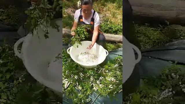 Белой акации гроздья душистые, очень их много в этом году смотреть онлайн