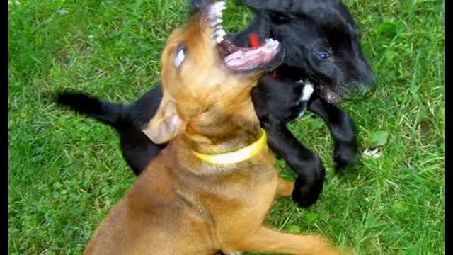 Top 20 Aggressive Dog Breeds смотреть онлайн