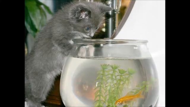 Котосказки "Кот Васька и золотые рыбки"