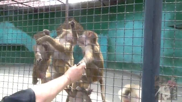 Угощаем обезьян финиками.Гамадрилы в Тайгане смотреть онлайн