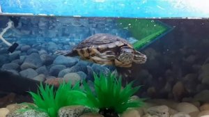 Грунт для красноухой черепахи. Крупная галька. Опыт использования.