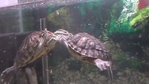 Ухаживания красноухих черепах. Брачные игры