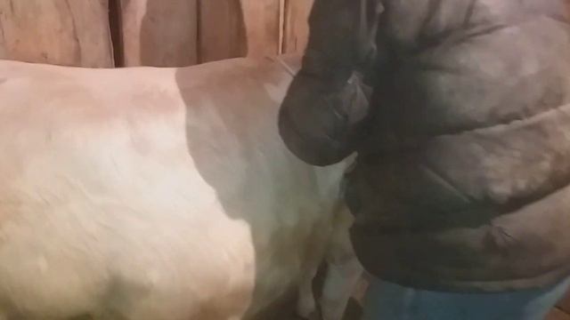 Меня просили, я показываю, как замеряю КРС для определения живого веса. смотреть онлайн