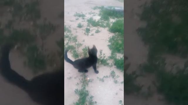 МАКС с сестрой играют с котенком)) смотреть онлайн