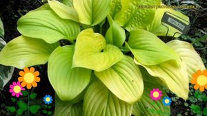 Хоста гибридная Тортилла чип. Краткий обзор, описание характеристик hosta hybrida Tortilla Chip