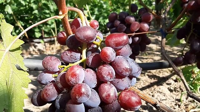 Виноград Эверест. Сезон 2020г. смотреть онлайн