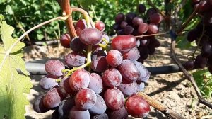 Виноград Эверест. Сезон 2020г.