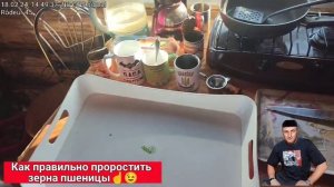 ч.1 Как правильно проростить зерна пшеницы☝️?