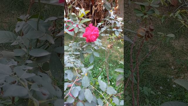 Botanical name/Scientific name of Rose