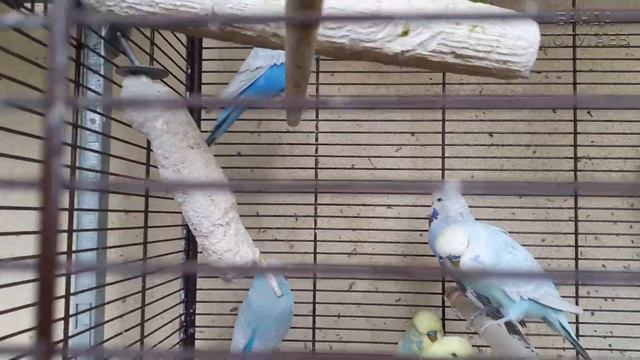 Стая выставочных волнистых попугаев и ветка лимона ???