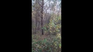 Нагонка Русских гончих по зайцу беляку или музыка Русского леса.