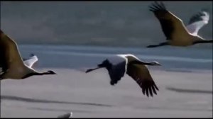 Концерт ко Дню России I Хохольский СДК