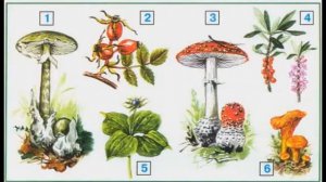 Тема урока На воде и в лесу