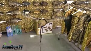 Аквазон ру Махокрыл для охоты  Чучела гусей с машущими крыльями механические  Охота на гусей