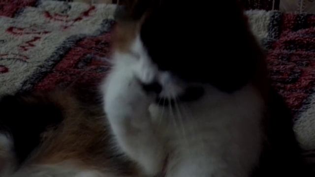 Кошка чистит когти) смотреть онлайн