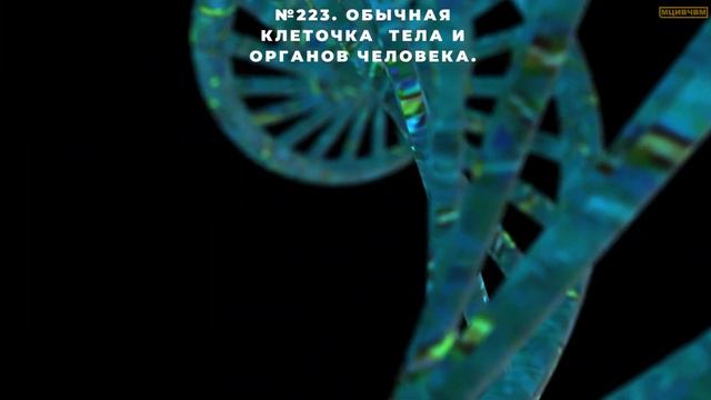 №223. Обычная клеточка тела и органов человека. смотреть онлайн