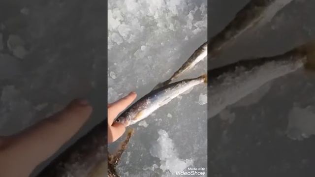 Ловля Наваги, 23.01.21.  на Моргородке.