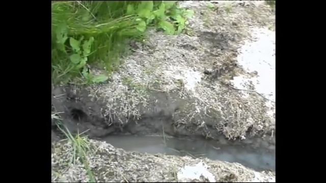 Выхухоль – самое странное животное России смотреть онлайн