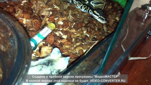 Питон региус ест хомяка/ Python regius eats hamster