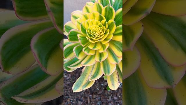 Aeonium Sunbursts are Unique #aeonium #succulent #succulents_only #succulents #sunburst