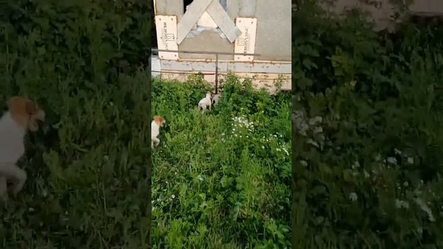 Дети Авроры и ТрубецковЪ Яхонт Хваткий. Щенкам борзой 2 месяца.  #борзая #русскаяборзая