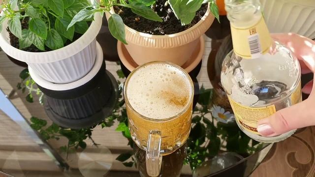 Пивная подкормка для рассады может заменить все другие