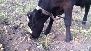 Бычок, который ест сырой картофель...