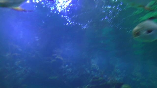 ТОП самых необычных животных АКВАНАРИУМ морские животные удивительное факты смотреть онлайн