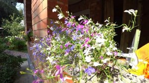 ЛОБЕЛИЯ В ЦВЕТУ. СОВЕТЫ ПО ПОСАДКЕ