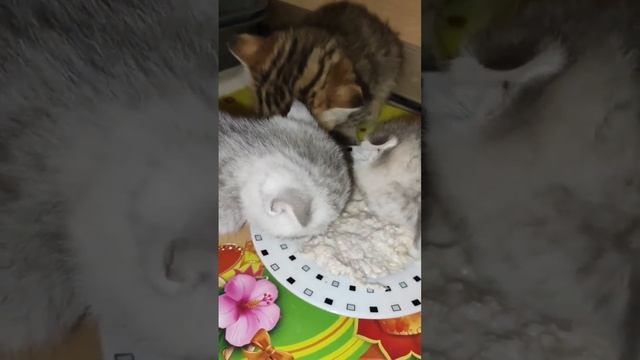 Котята Скоттиш. Начали кушать из блюдца #котята #kittens #коты #cats #скоттиш