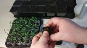 Как пересаживать землянику выращенную в ТОРФЯНЫХ ТАБЛЕТКАХ.