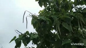 Катальпа."Фасоль" на дереве..?