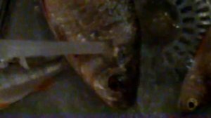 Живучий Карась Прожил день Без воды!!!