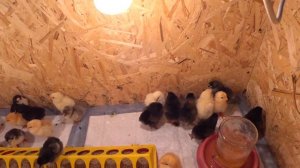 Щас поспим потом приходите😏🐥 Сколько цыплят вылупилось🐥 Всех мастей 😍Живем в своем доме
