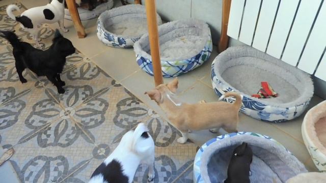 #ПРОДАЮЧИХУА 5 ЩЕНКОВ#ЩЕНКАМ 67 ДНЕЙ -СОЦИАЛИЗАЦИЯ#КУПЛЮЧИХУАПРОДАМ#МАРИМИСТИКПИТОМНИКРКФ#шоколадны смотреть онлайн